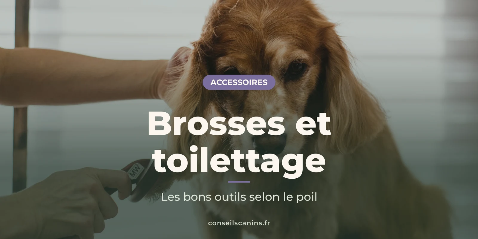 Cocker roux qu’on brosse doucement au cours d’une séance de toilettage
