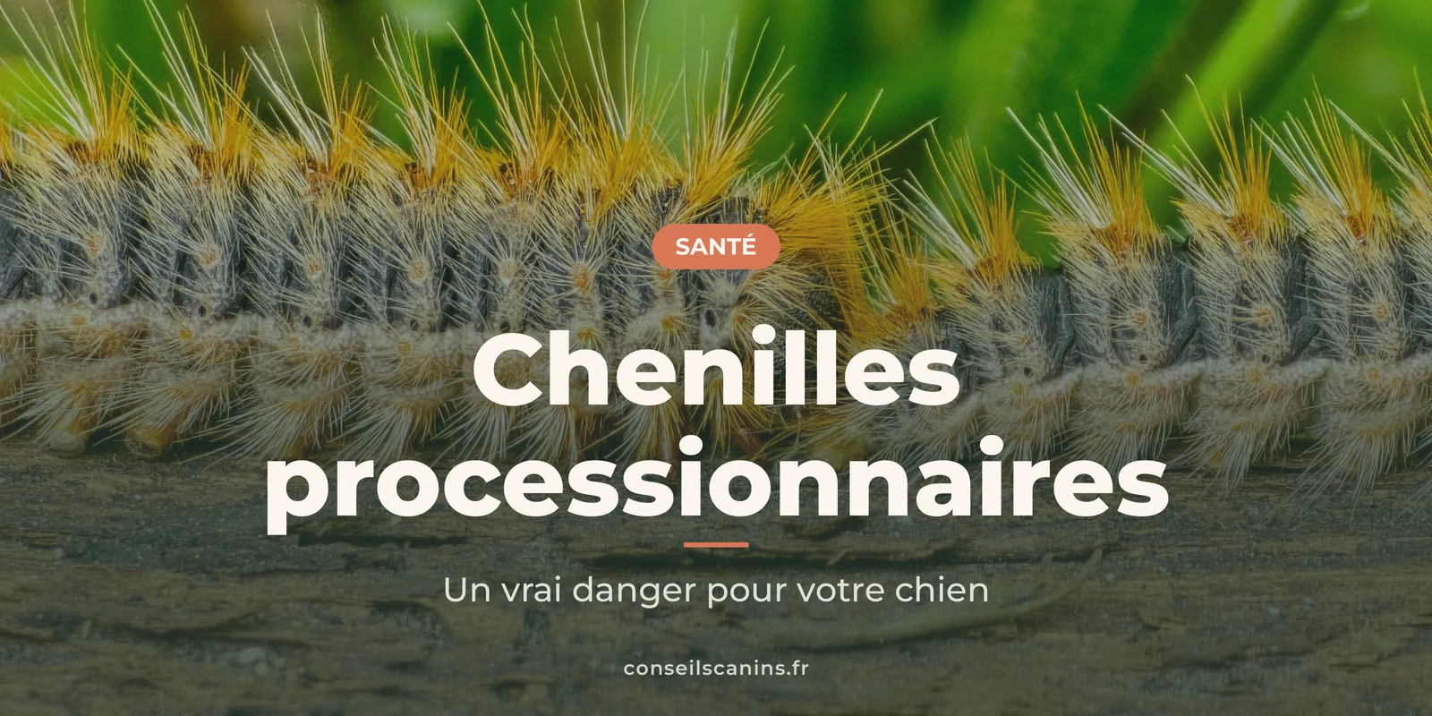 File de chenilles processionnaires velues qui avancent sur le sol