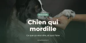 Chien noir et blanc qui mordille doucement la main de son maître