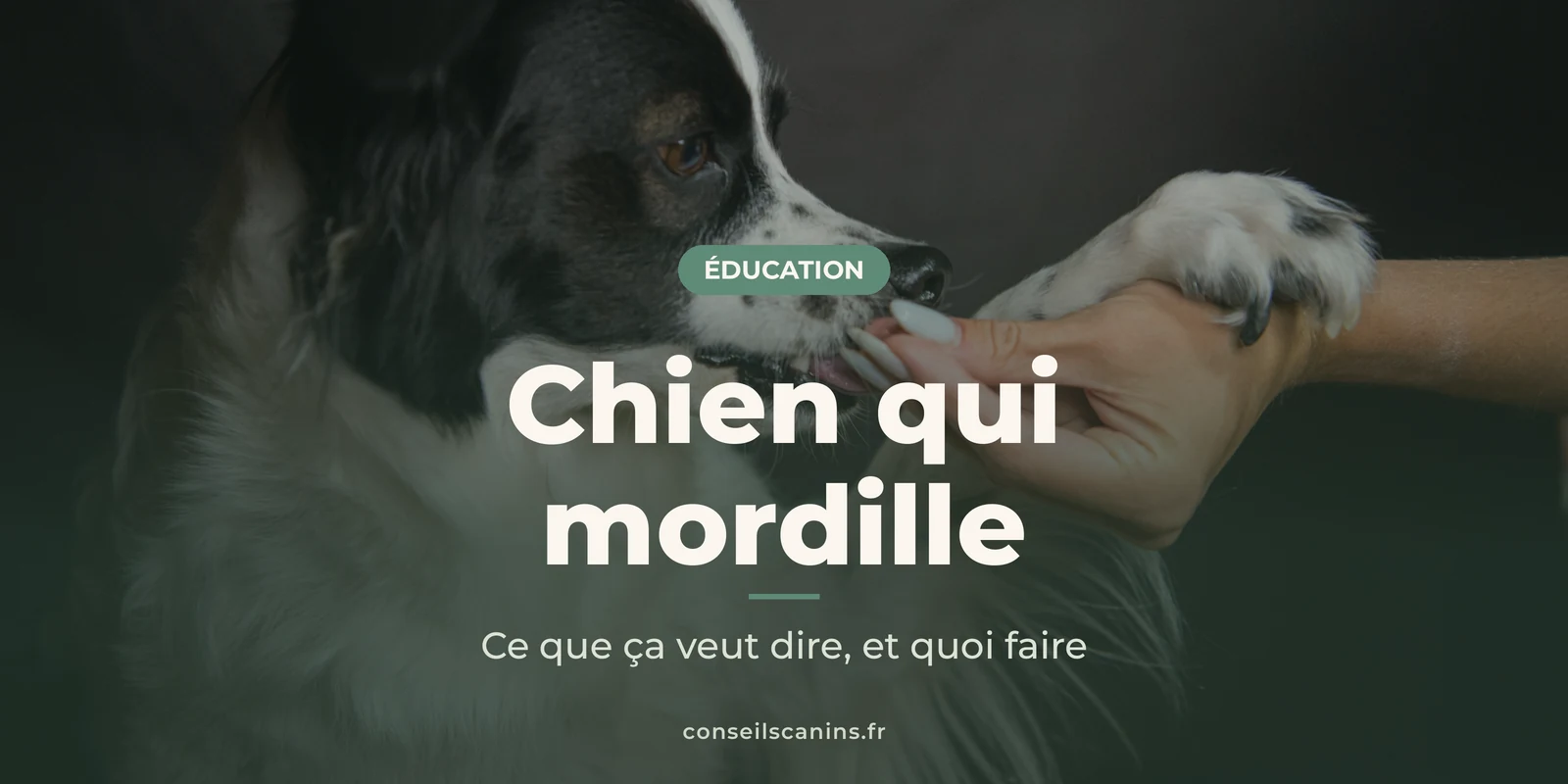 Chien noir et blanc qui mordille doucement la main de son maître