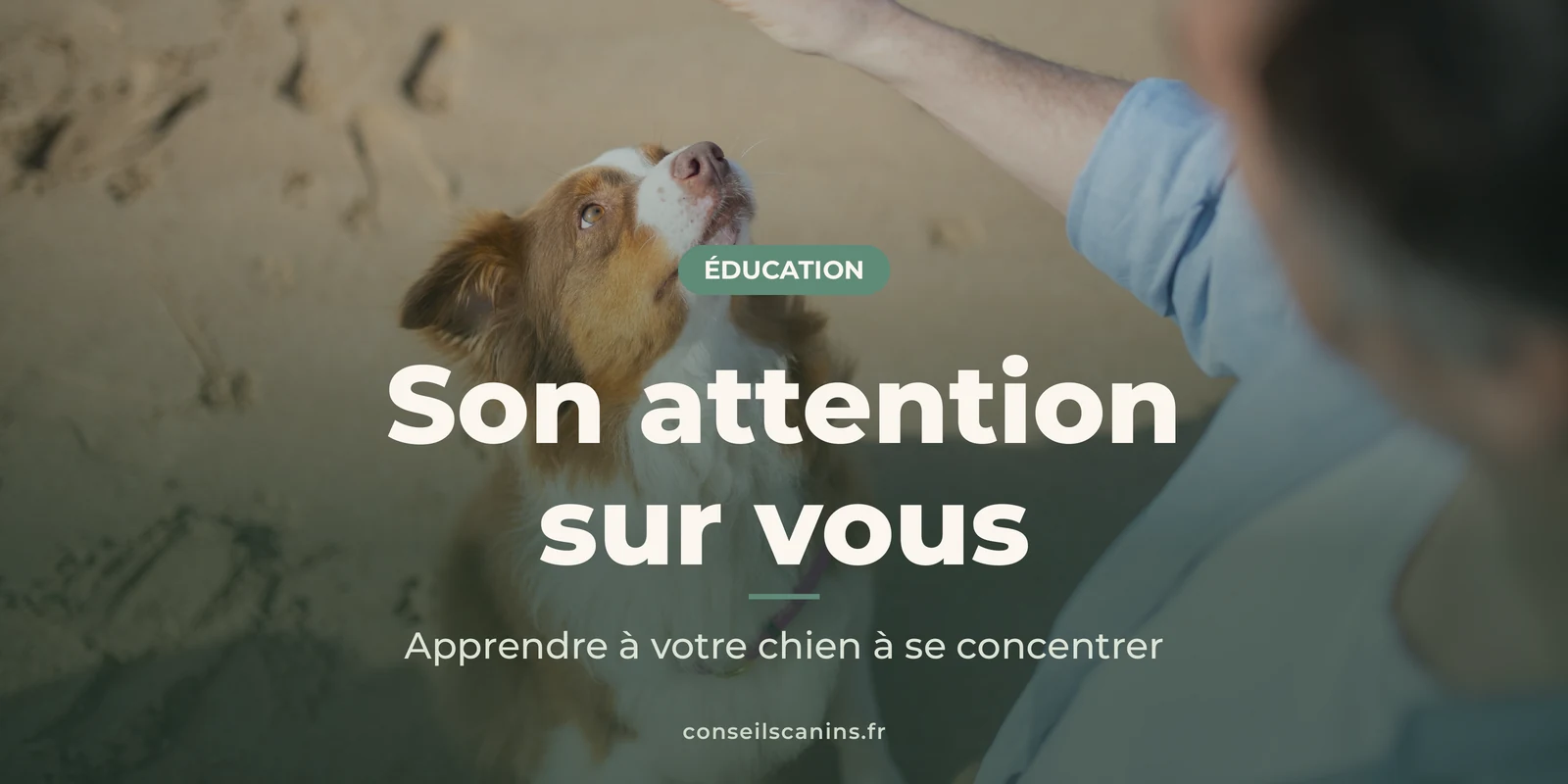 Chien brun et blanc assis sur le sable, le regard fixé sur une main tendue pendant un exercice