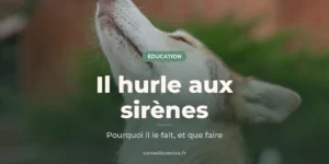Husky gris et blanc, la tête levée vers le ciel, dans la posture d’un chien qui hurle