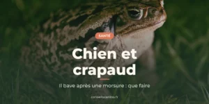 Gros crapaud brun posé dans l’herbe, en gros plan