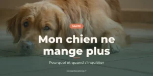 Golden retriever couché sur un carrelage, l’air abattu, avec le titre « Mon chien ne mange plus »