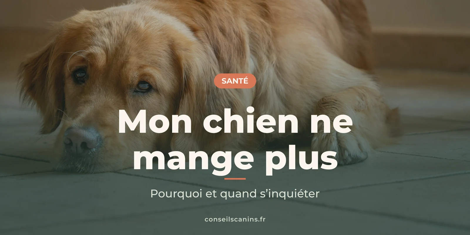 Golden retriever couché sur un carrelage, l’air abattu, avec le titre « Mon chien ne mange plus »