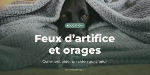 Chien noir blotti sous une couverture grise, seuls ses yeux dépassent