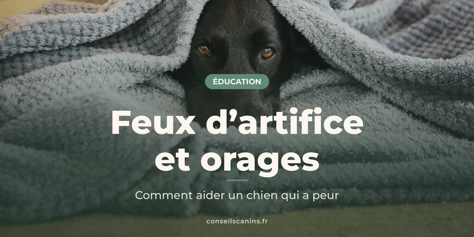 Chien noir blotti sous une couverture grise, seuls ses yeux dépassent