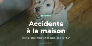 Labrador blanc assis sur le parquet de la maison, qui lève la tête vers sa maîtresse