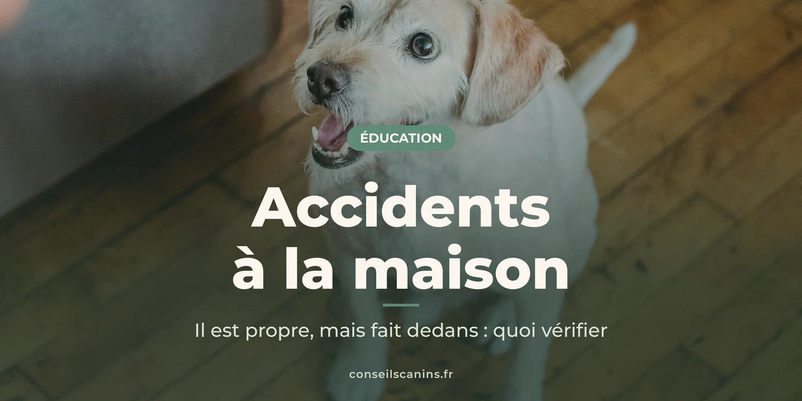 Labrador blanc assis sur le parquet de la maison, qui lève la tête vers sa maîtresse