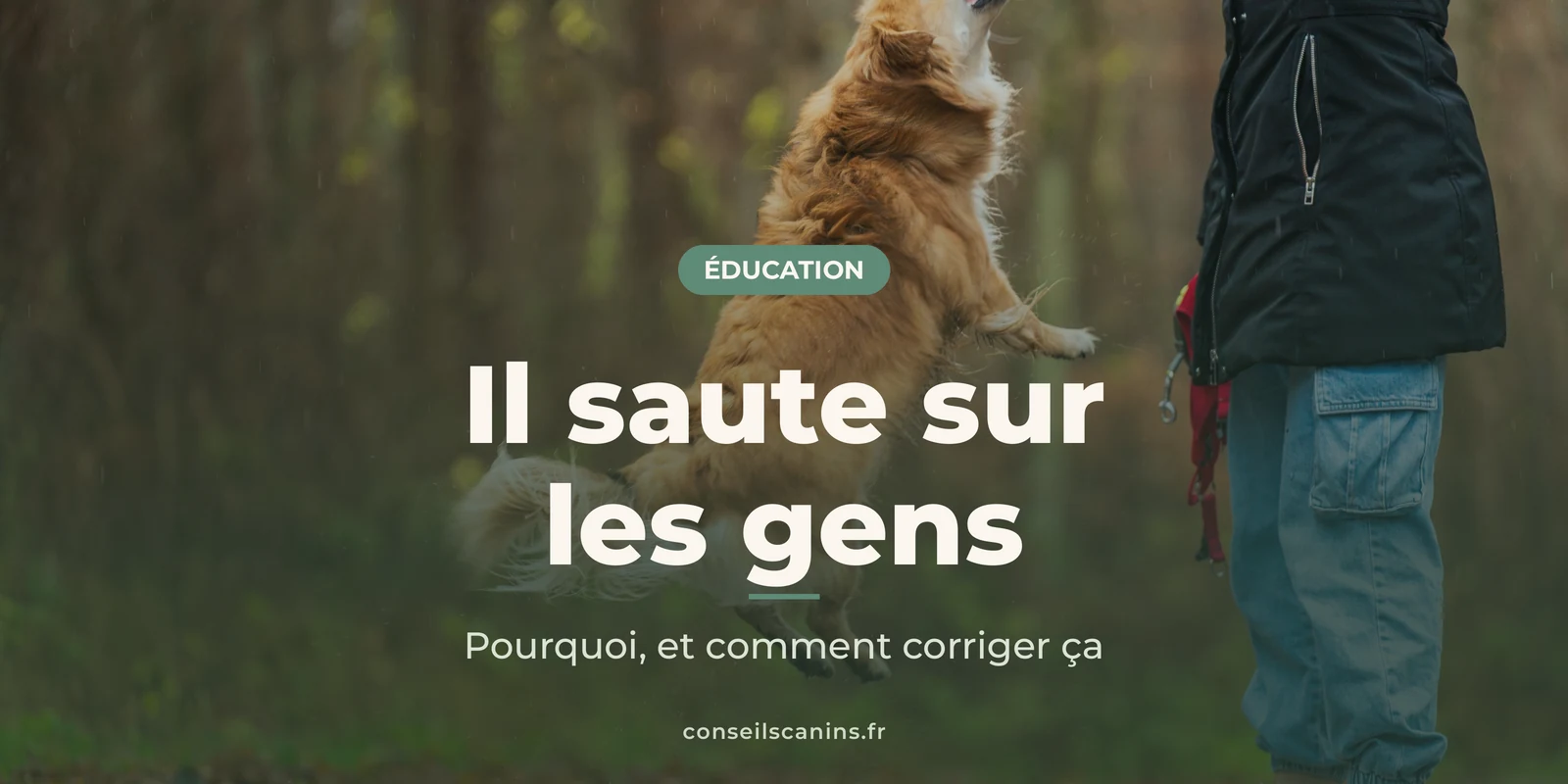 Chien roux qui bondit vers une personne en jean, dans une forêt d’automne