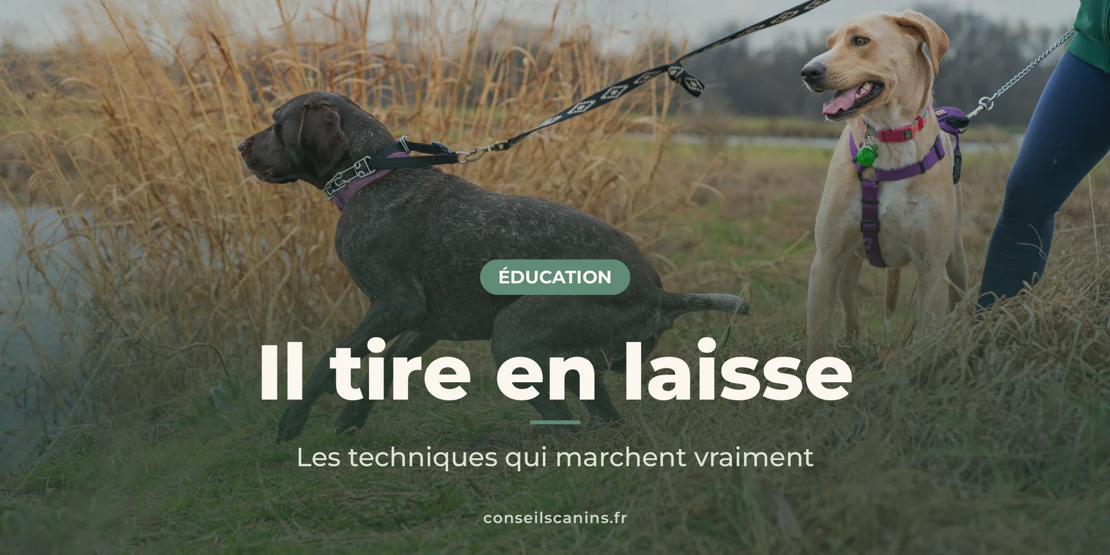 Chien noir qui tire sur sa laisse dans les hautes herbes, à côté d’un chien beige au harnais violet
