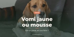 Beagle allongé sur une couverture du canapé, l'air abattu, comme après des vomissements