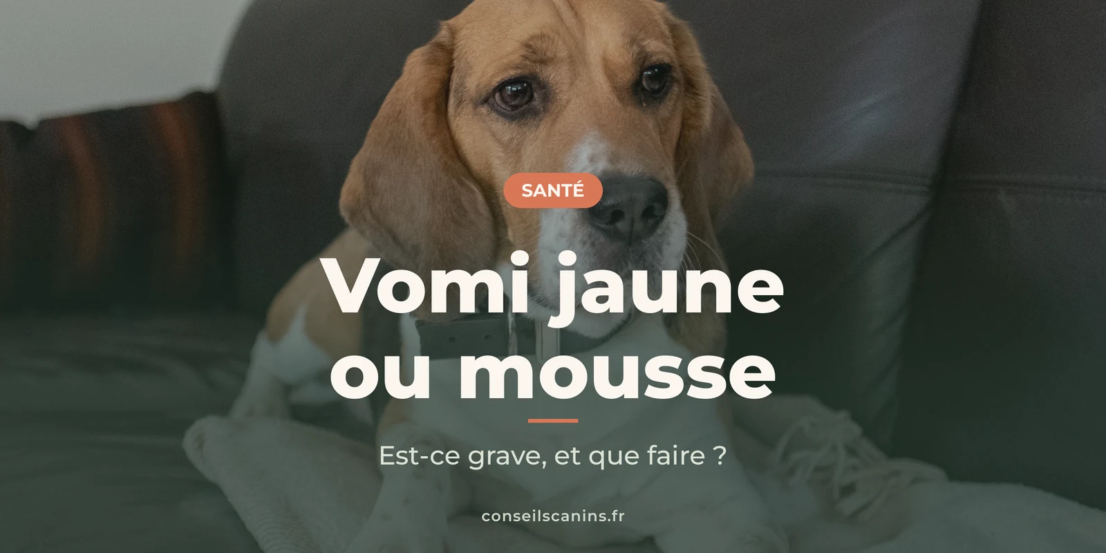 Beagle allongé sur une couverture du canapé, l'air abattu, comme après des vomissements