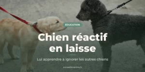 Chiot golden retriever et chien noir à poils bouclés, tenus en laisse, qui se font face en promenade