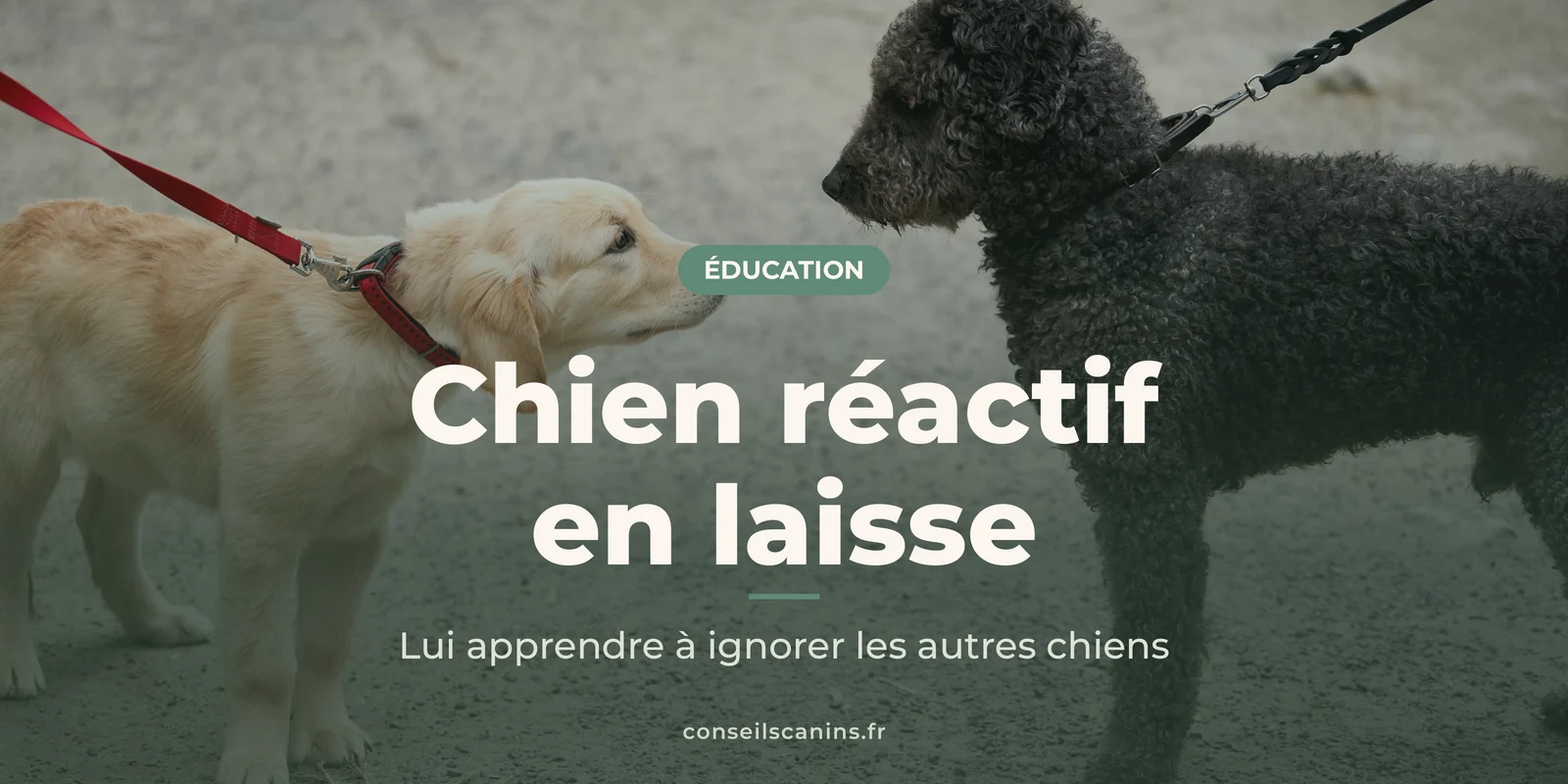 Chiot golden retriever et chien noir à poils bouclés, tenus en laisse, qui se font face en promenade