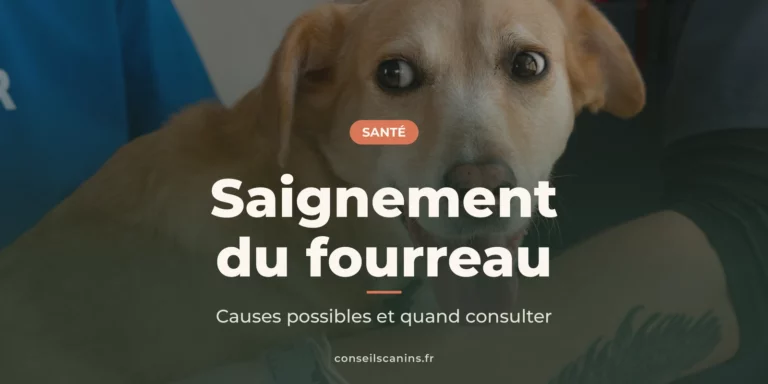 Mon chien saigne du fourreau : causes possibles et quand consulter en urgence