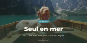 Chien à poils bouclés assis dans une barque en bois sur un lac de montagne