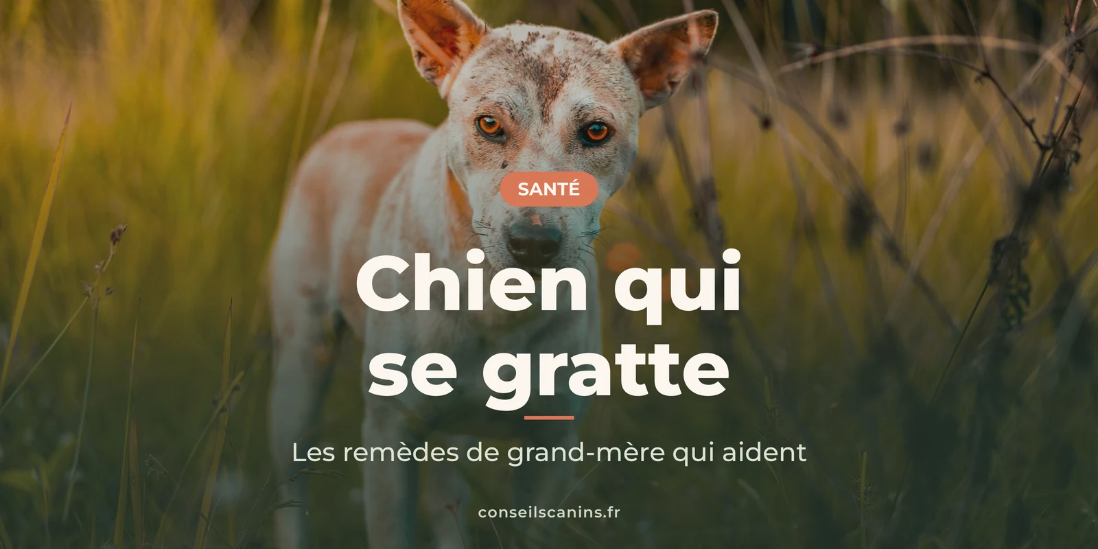Chien maigre à la peau abîmée par les démangeaisons, debout dans les herbes hautes au soleil couchant