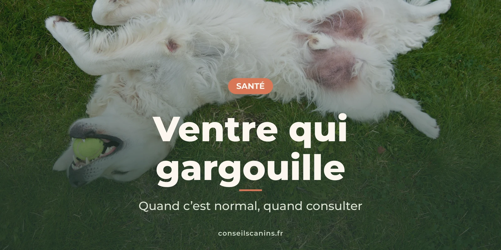 Chien blanc couché sur le dos dans l’herbe, ventre à l’air, une balle de tennis dans la gueule