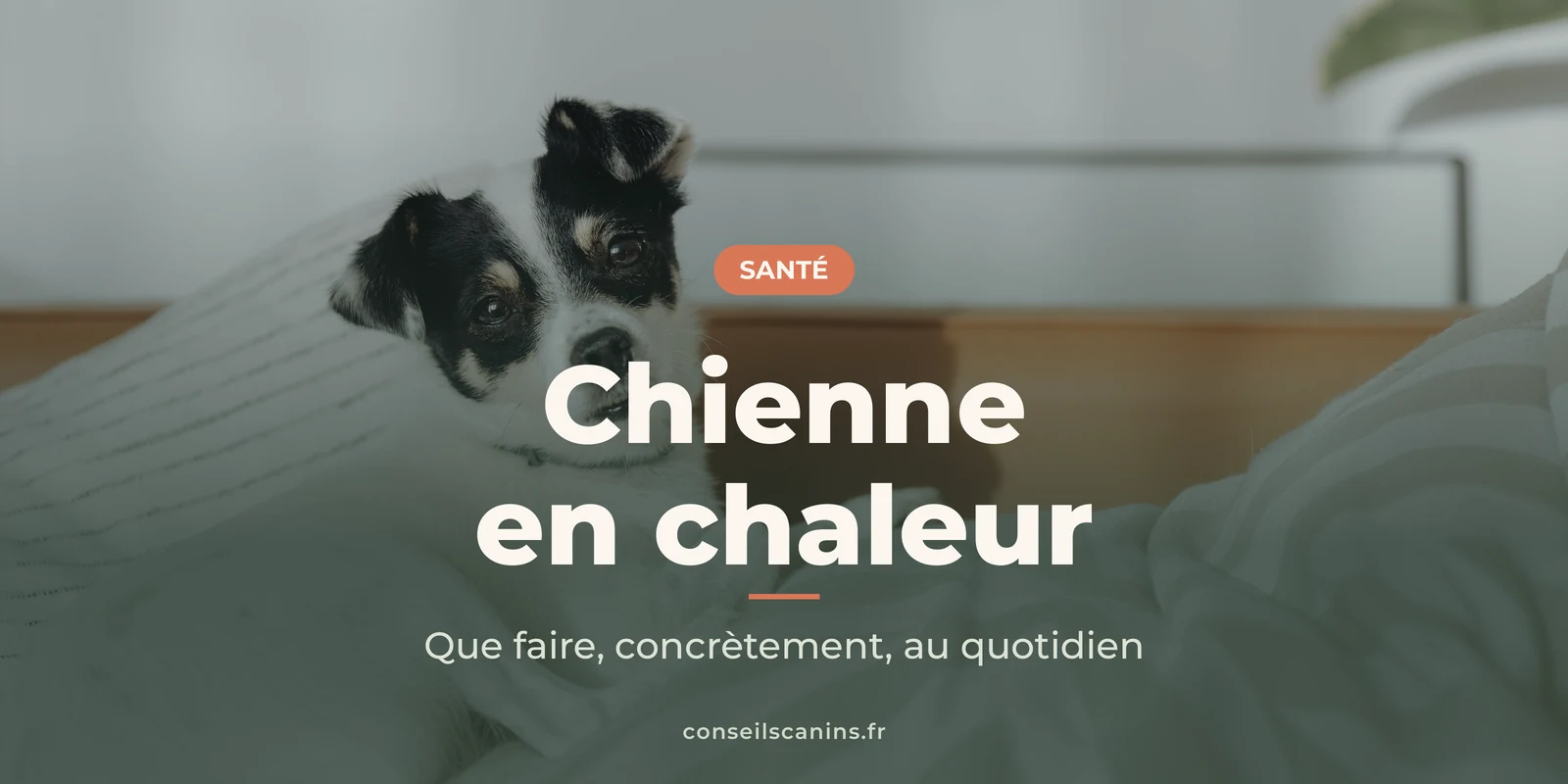 Petite chienne noire et blanche couchée sur un lit aux draps blancs, au calme pendant ses chaleurs