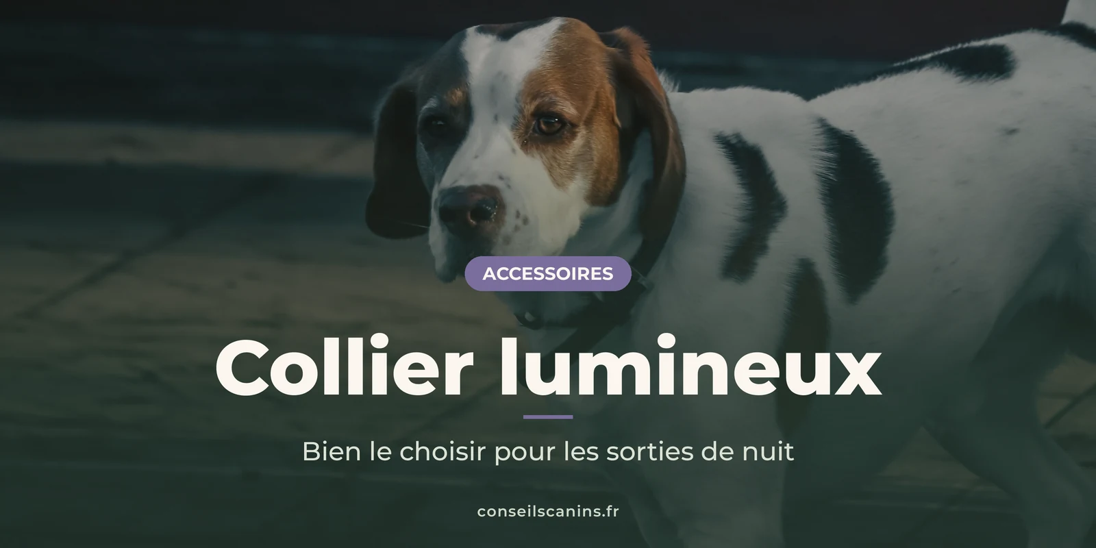 Beagle tricolore en promenade de nuit sur un trottoir faiblement éclairé