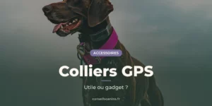 Braque allemand marron au collier violet, de profil, sous un ciel gris