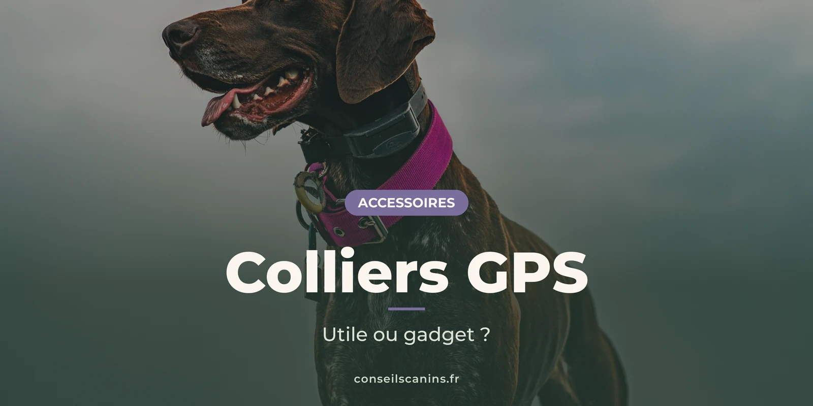 Braque allemand marron au collier violet, de profil, sous un ciel gris