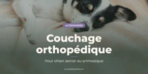 Petit chien noir et blanc endormi sur une couverture moelleuse couleur crème