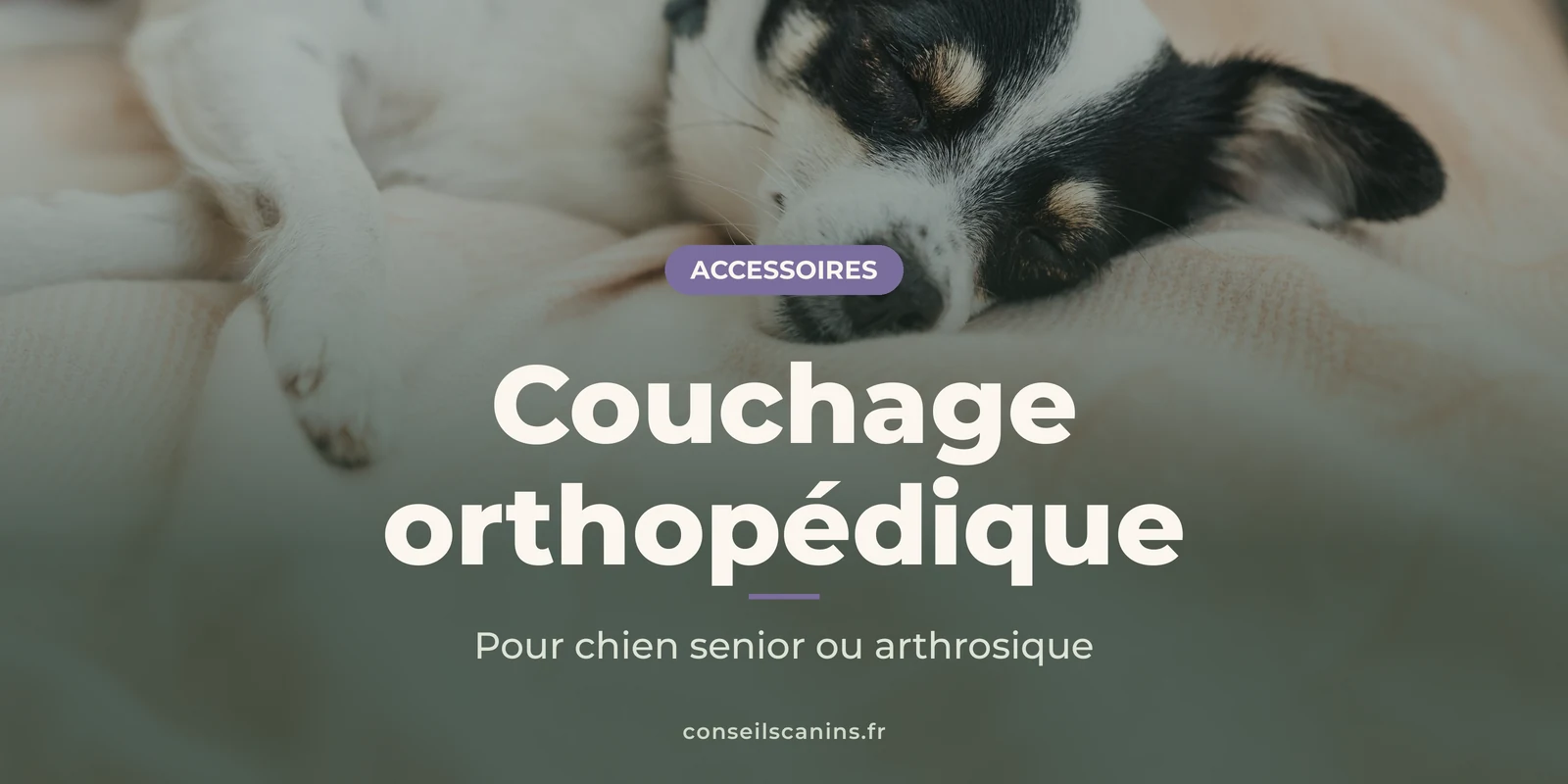 Petit chien noir et blanc endormi sur une couverture moelleuse couleur crème