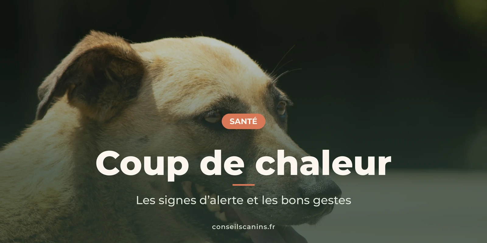 Chien qui halète au soleil, sous le titre « Coup de chaleur »