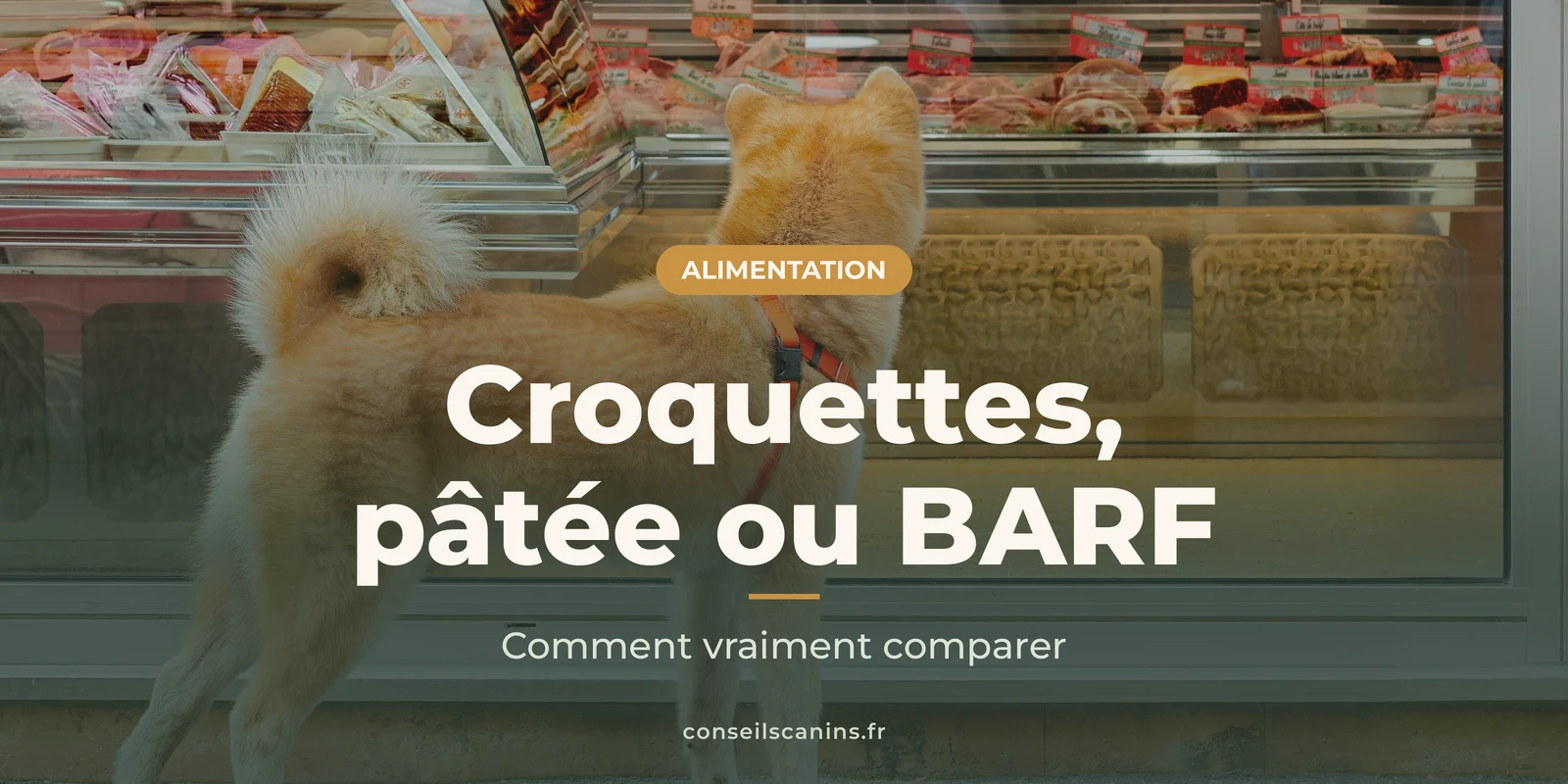 Shiba inu vu de dos, qui regarde la vitrine d’une boucherie