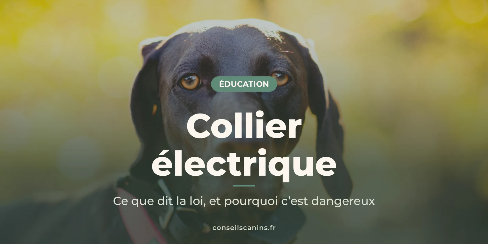 Chien d'arrêt noir au collier rose, regard droit, pour l'article sur les dangers du collier électrique