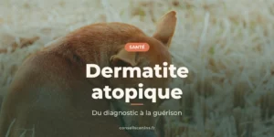 Chien roux qui se gratte dans un champ de paille, sous le titre « Dermatite atopique »