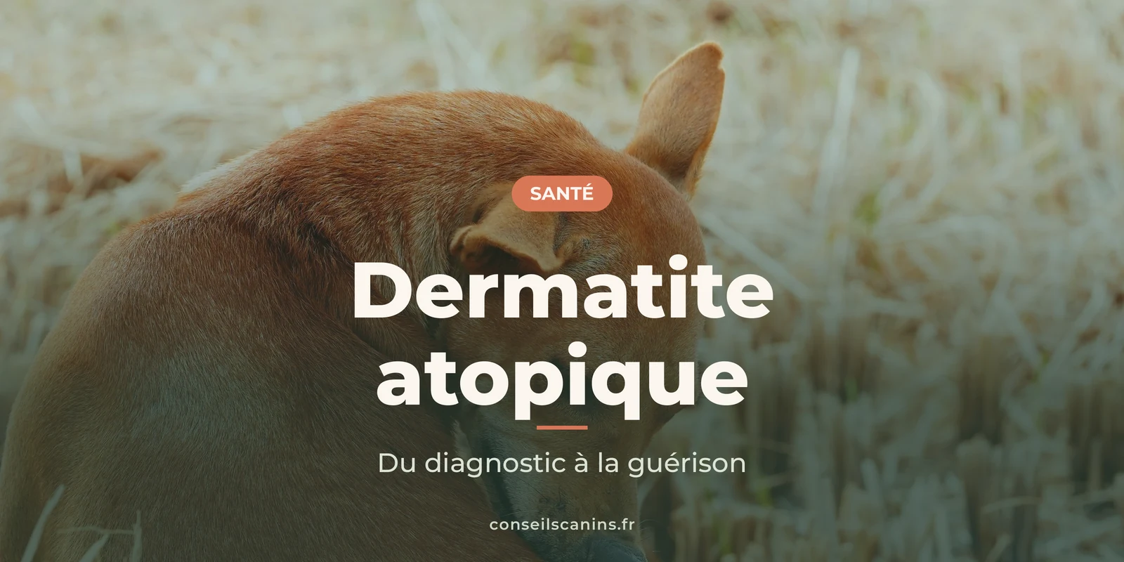 Chien roux qui se gratte dans un champ de paille, sous le titre « Dermatite atopique »