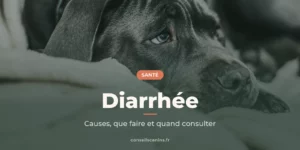 Chien gris allongé sur une couverture, l'air abattu, comme lors d'un épisode de diarrhée