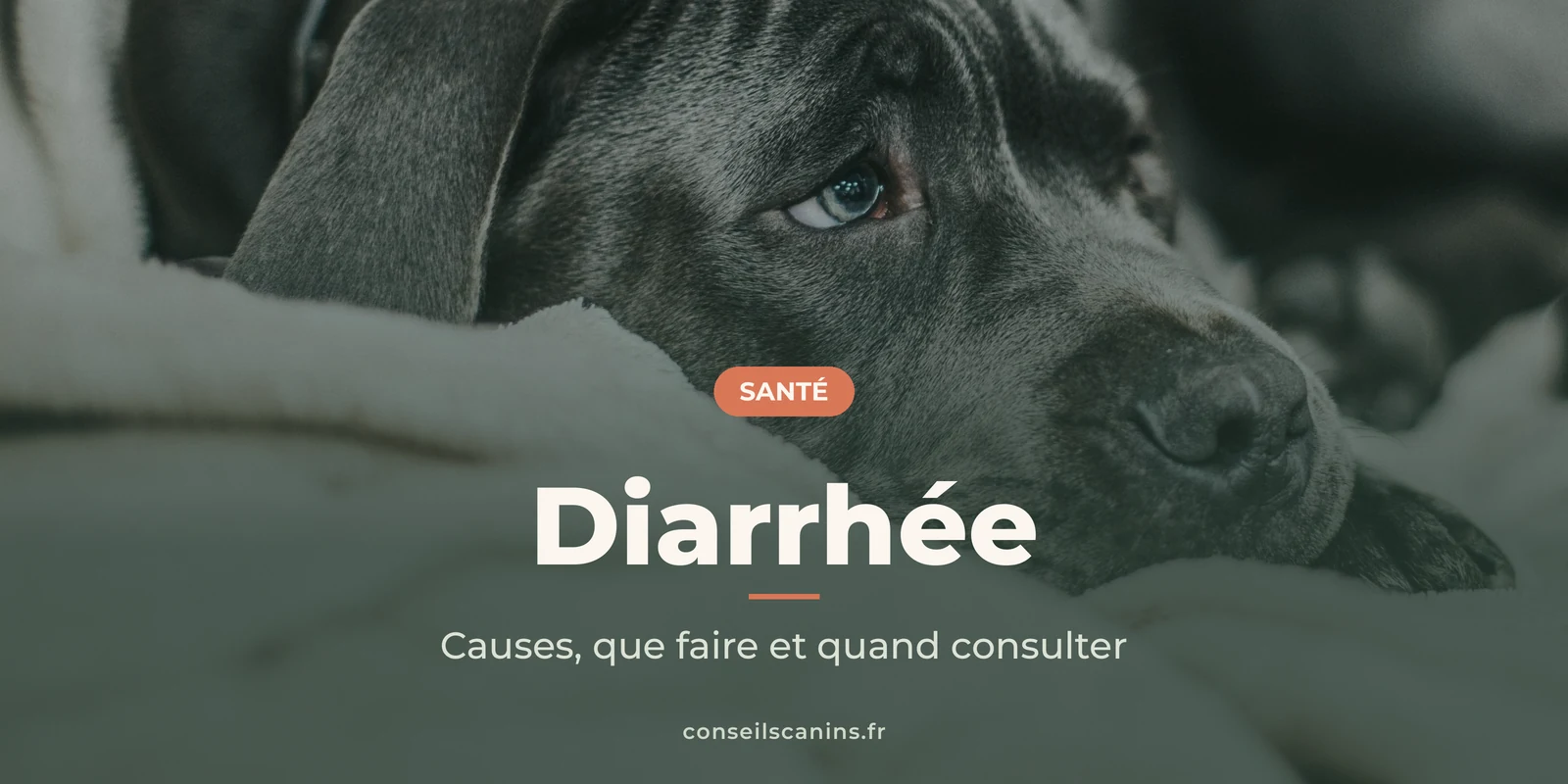 Chien gris allongé sur une couverture, l'air abattu, comme lors d'un épisode de diarrhée