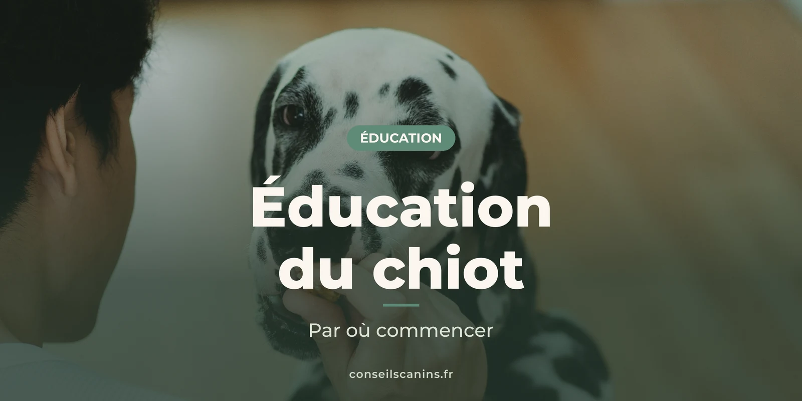 Dalmatien qui reçoit une friandise de son maître, sous le titre « Éducation du chiot »