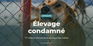 Chien fauve qui regarde à travers un grillage