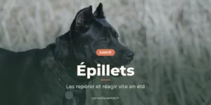 Chien noir de profil, langue sortie, devant des herbes hautes et sèches