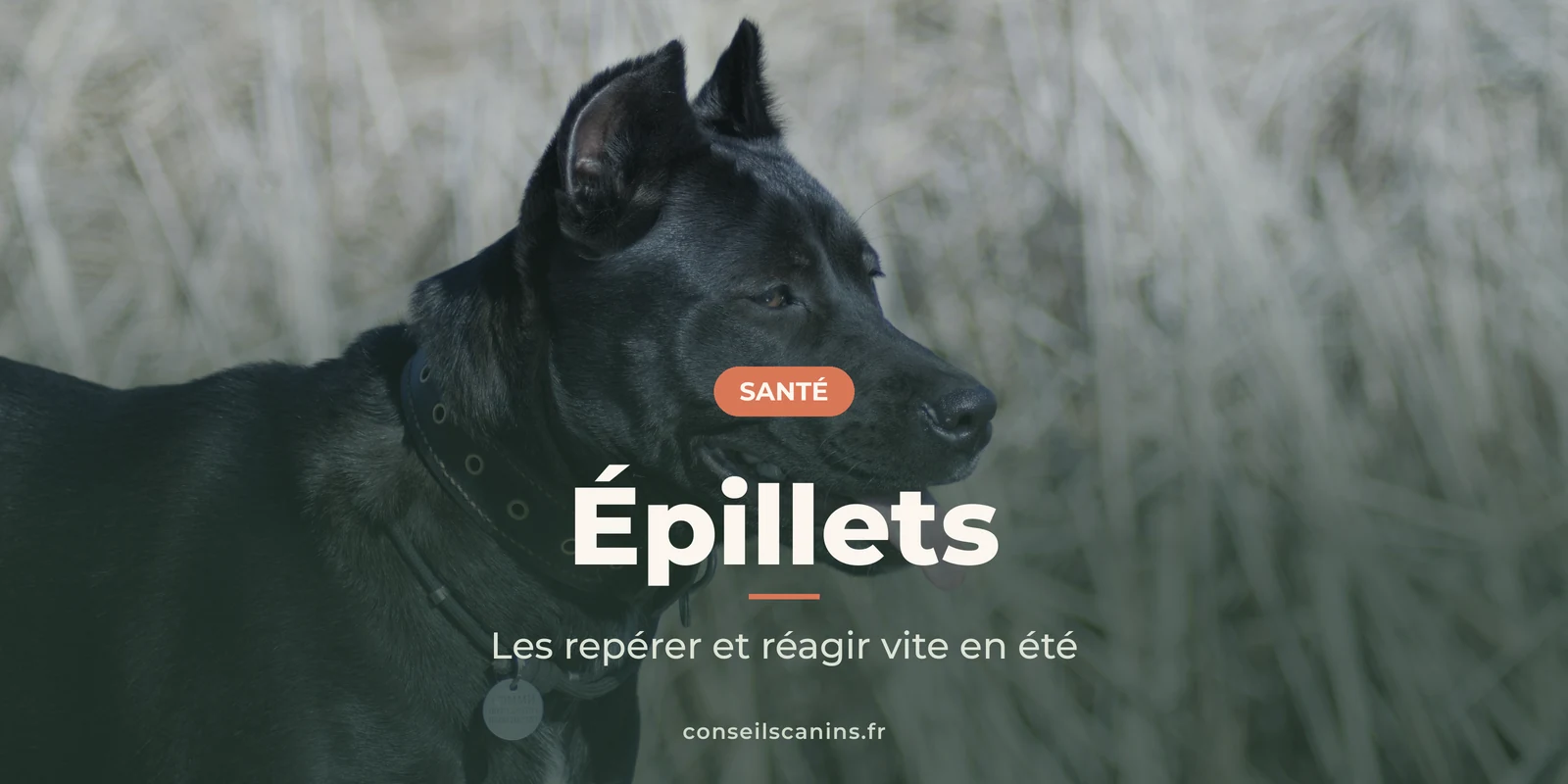 Chien noir de profil, langue sortie, devant des herbes hautes et sèches