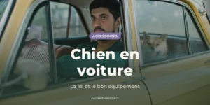Homme au volant d’une voiture jaune ancienne, un shiba inu assis à l’arrière