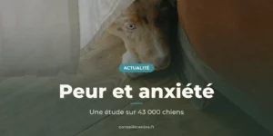 Chien caché sous un canapé derrière un rideau, signe de peur et d'anxiété