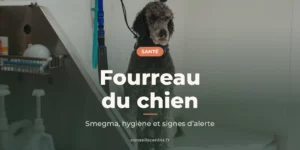 Caniche brun assis dans un salon de toilettage près du bac de lavage, pour parler hygiène du fourreau