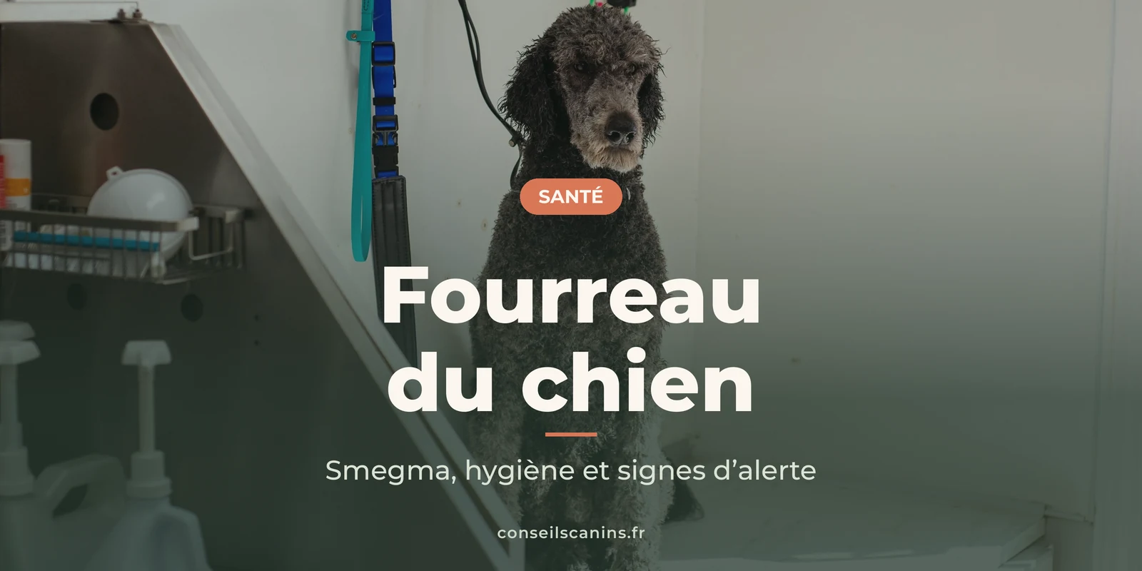 Caniche brun assis dans un salon de toilettage près du bac de lavage, pour parler hygiène du fourreau