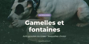 Chien blanc à la tache noire sur l’œil, couché sur le sol, la tête posée près de ses pattes