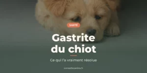 Chiot couché, la tête posée au sol, sous le titre « Gastrite du chiot »