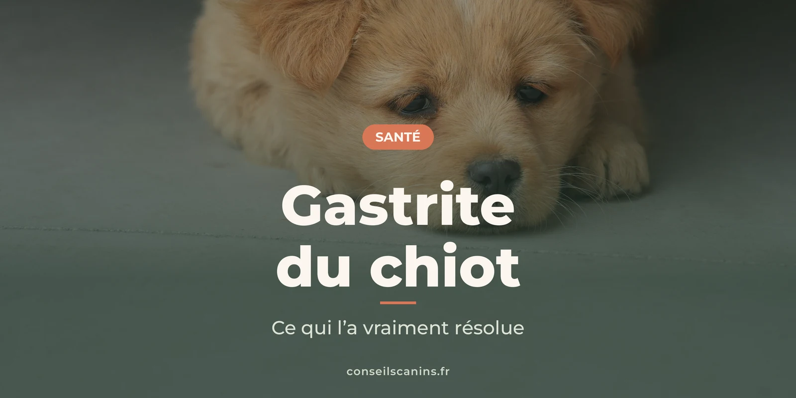 Chiot couché, la tête posée au sol, sous le titre « Gastrite du chiot »