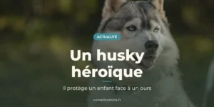 Husky sibérien gris et blanc aux yeux clairs, assis dehors