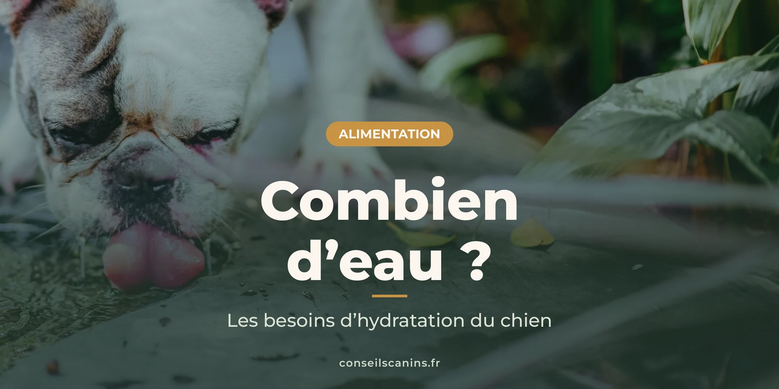 Bouledogue français blanc qui boit de l’eau, la langue tendue, entouré de plantes vertes