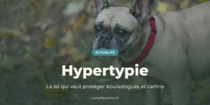 Bouledogue français fauve au collier rouge, race brachycéphale visée par la proposition de loi